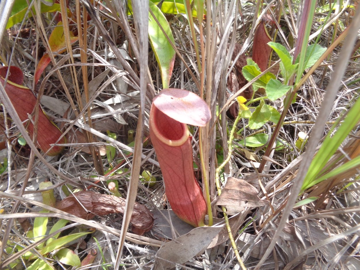 Непентес двушпорный