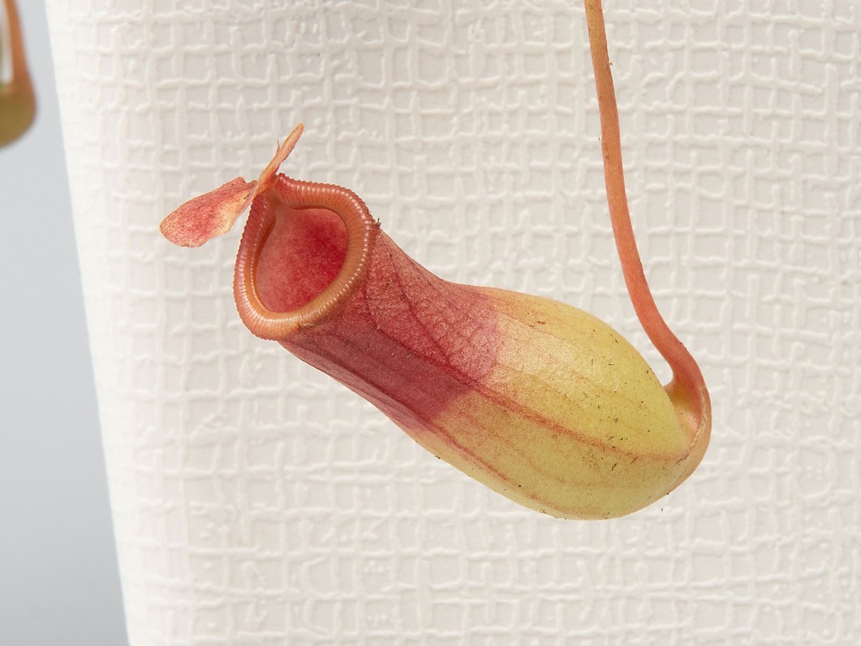 Непентес (Nepenthes) draw pictures