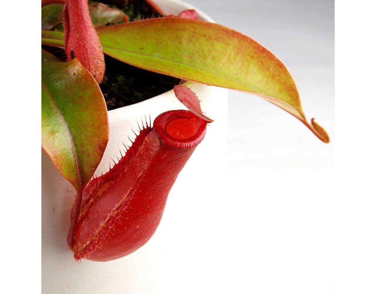 Лиана непентес