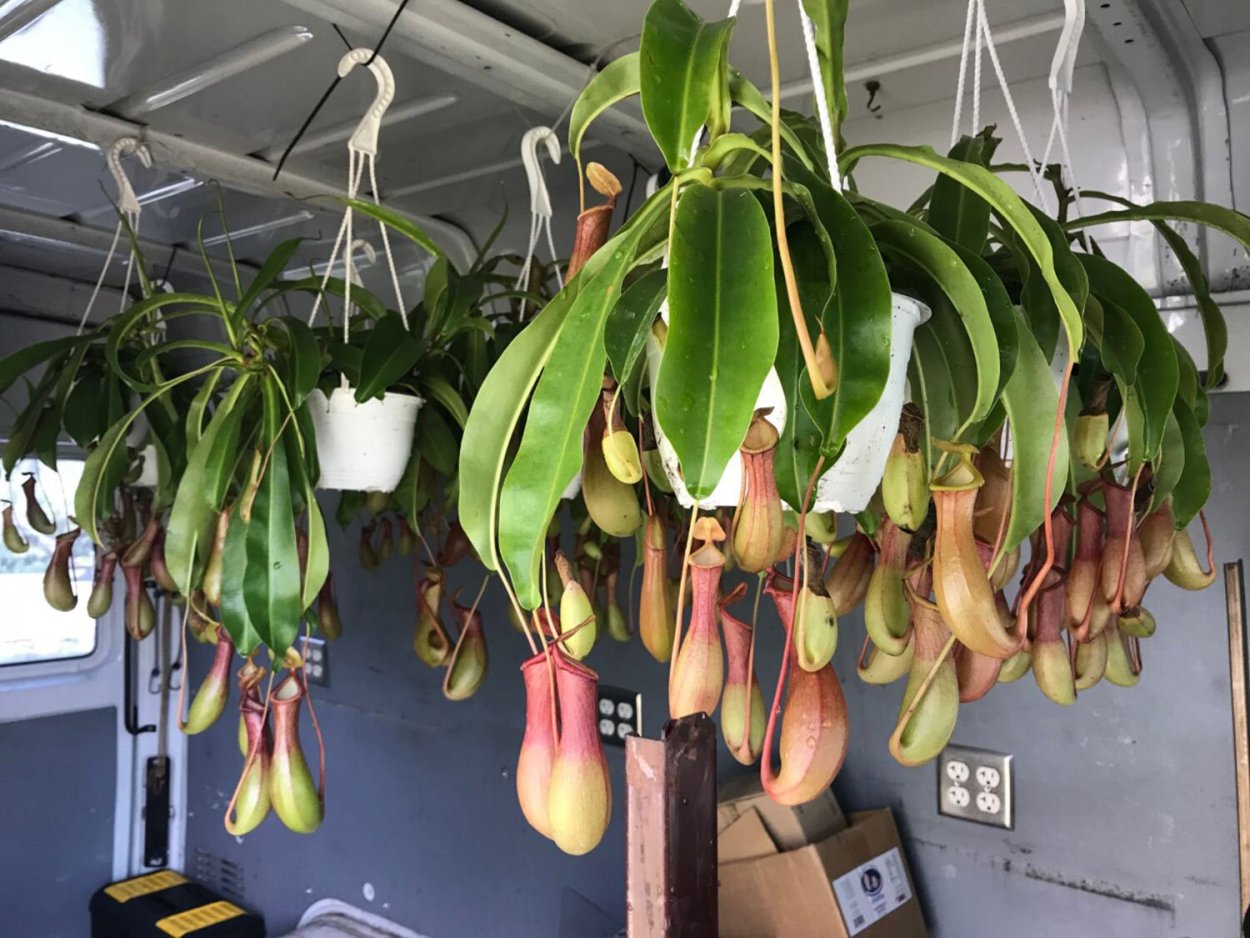 Непентес Nepenthes alata 14/50