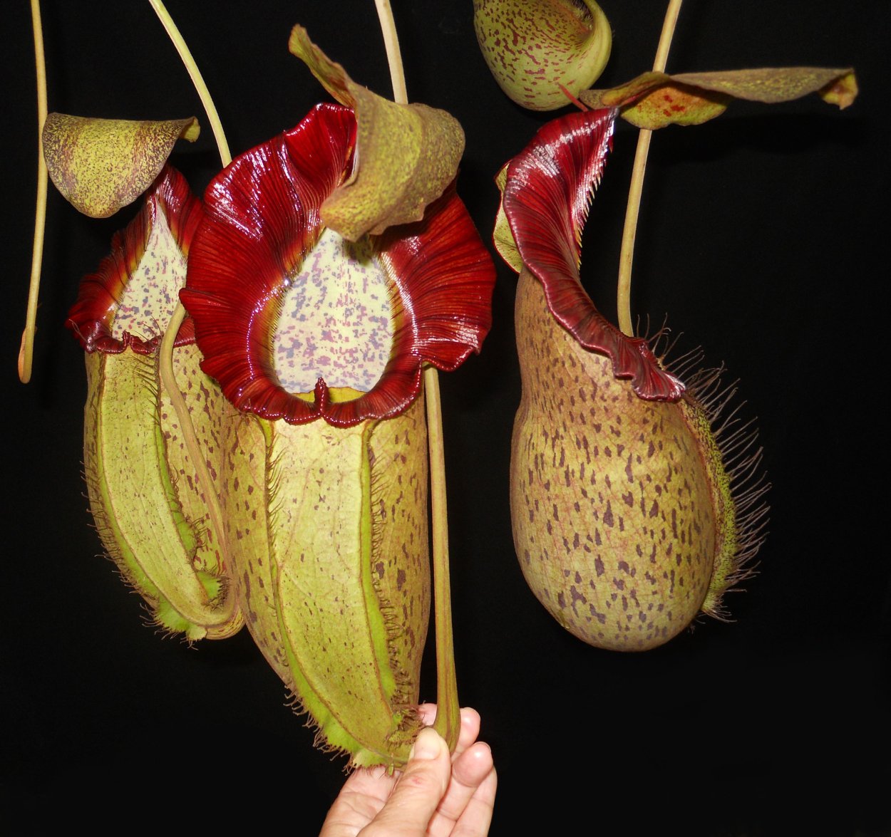 Сухой тропический лес растения непентес