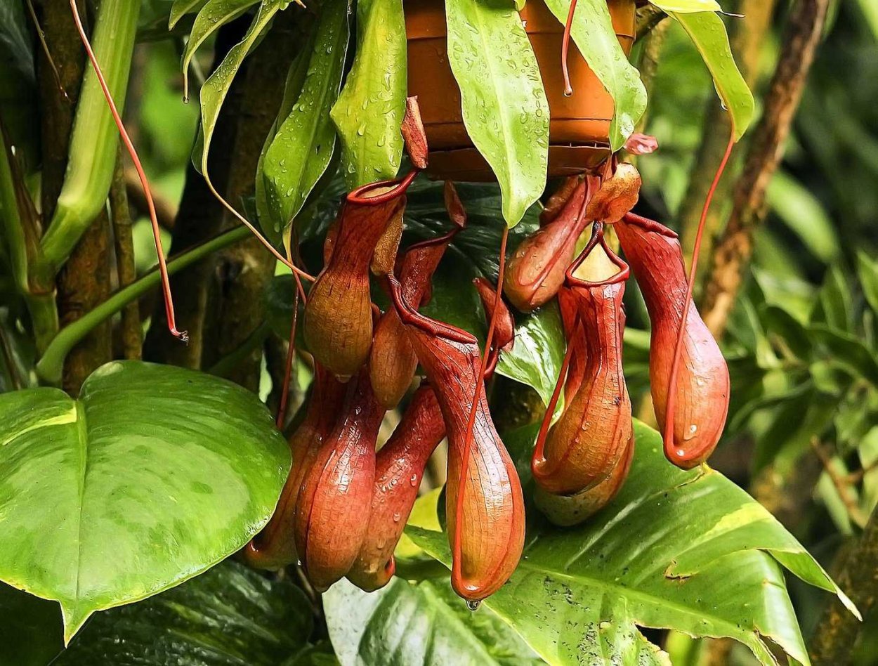 Непентес растение хищник