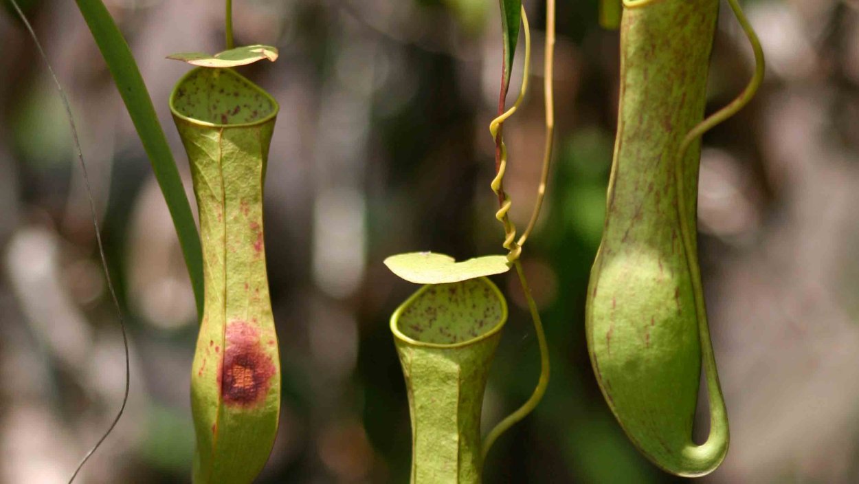 Непе́нтес, или кувши́ночник (лат. Nepēnthes)