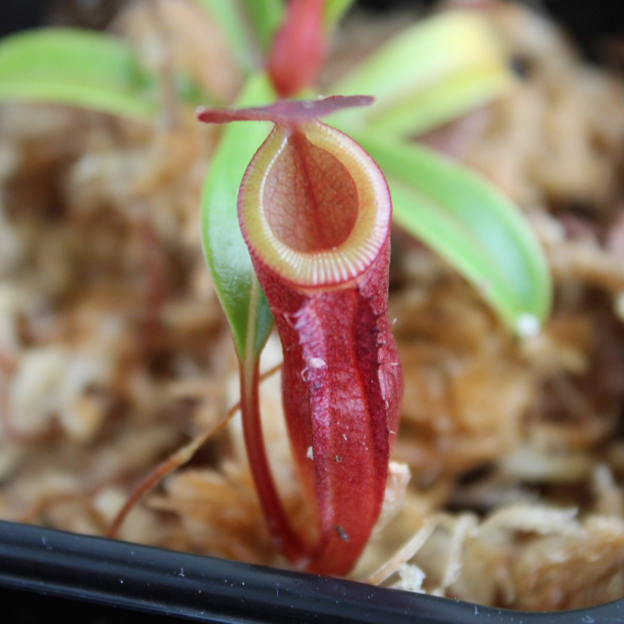 Непентес морфология