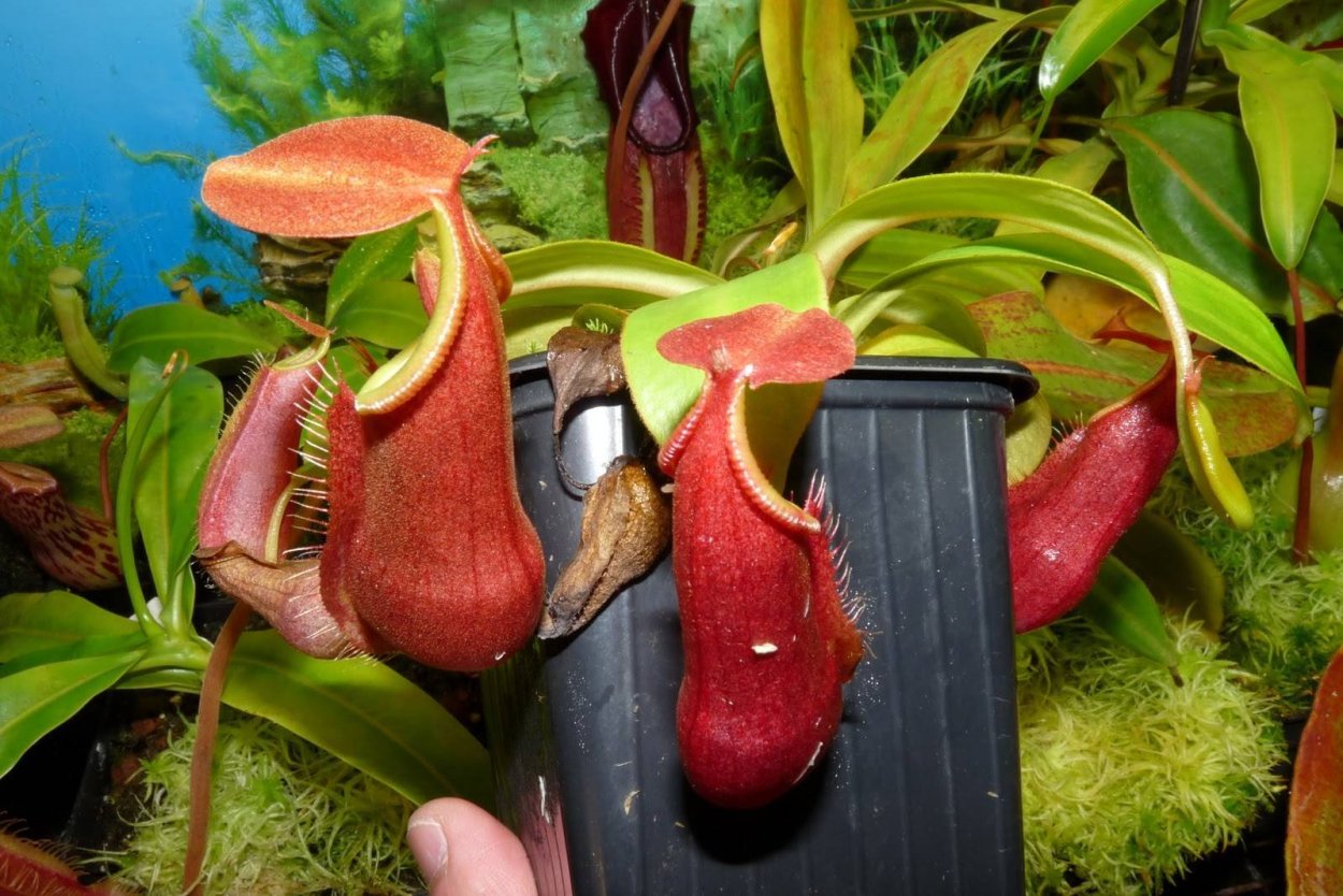 Непентес в Малайзии