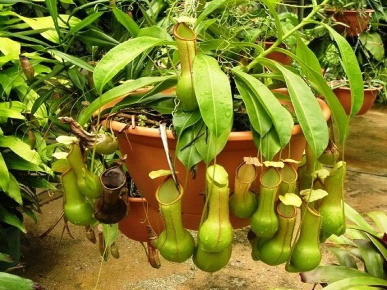 Nepenthes holdenii