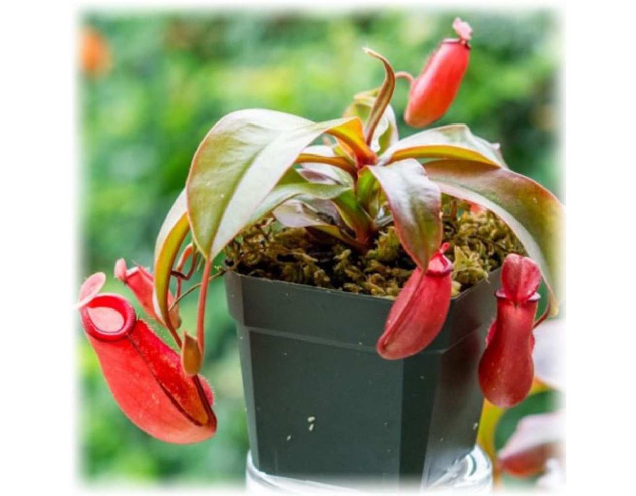 Непентес микс