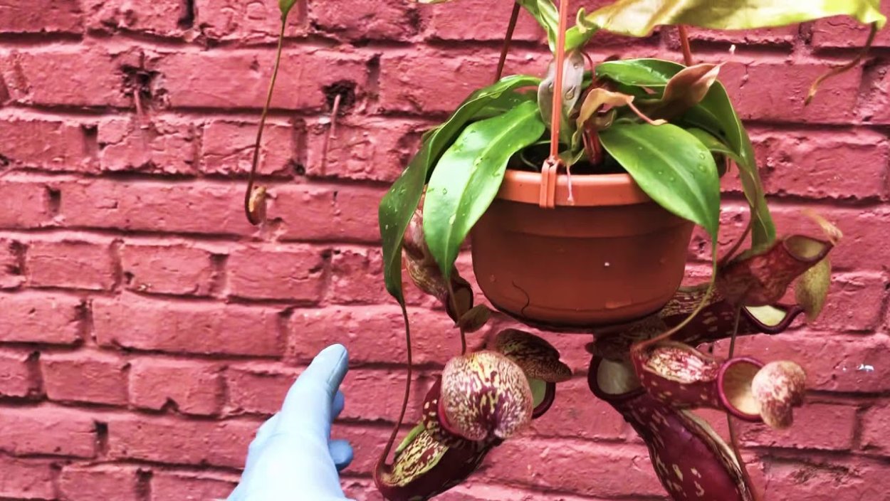 Непентес Миранда