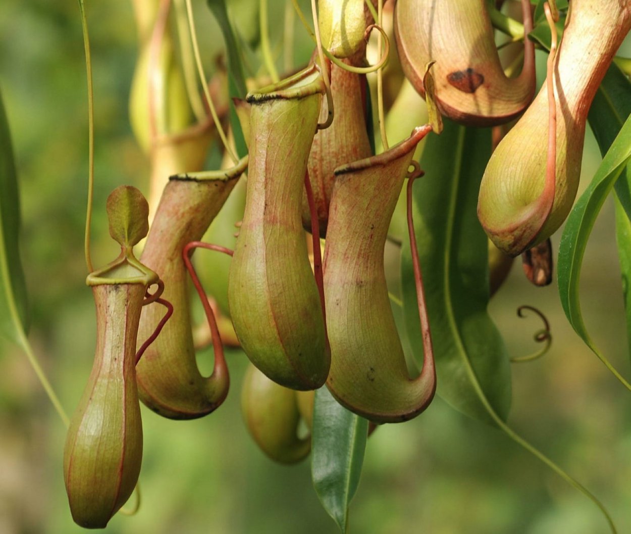 Непентес растение чёрный