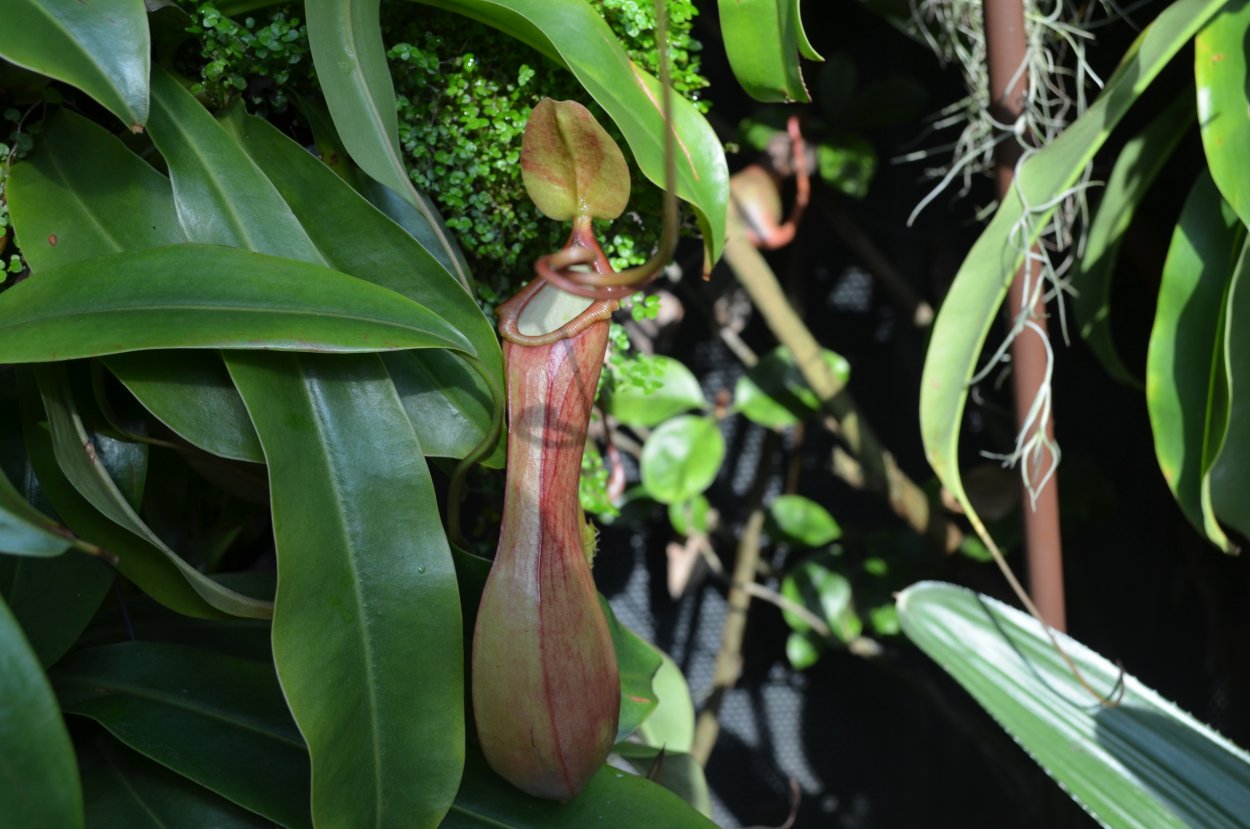 Кувшиночник непентес