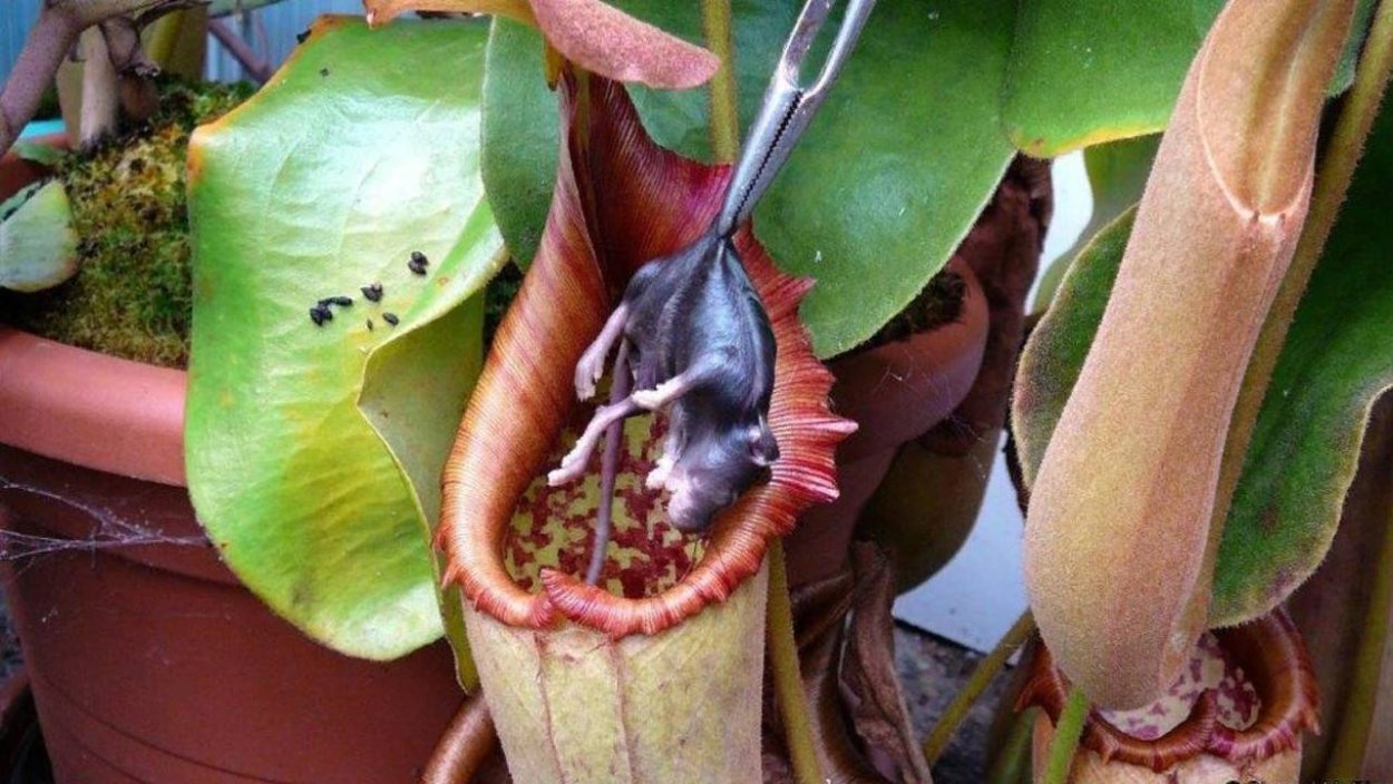 Nepenthes bicalcarata