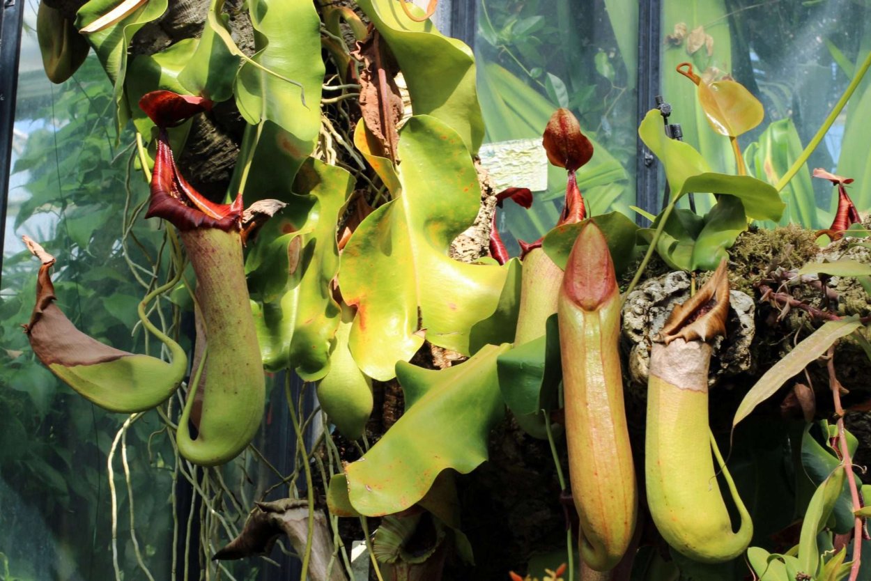 Непентес мадагаскарский