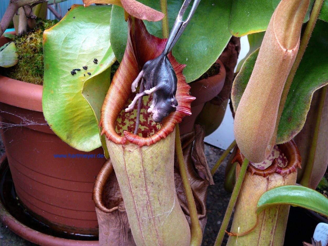 Гелиамфора Хищные растения