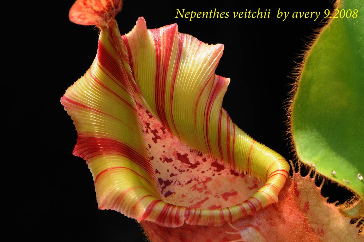 Семена Кувшинов