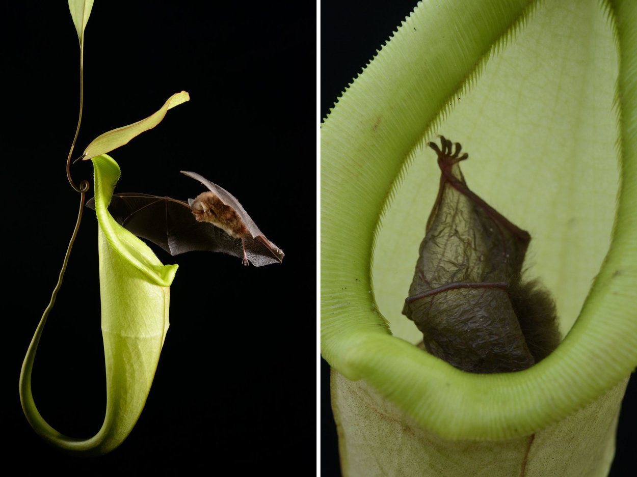 Ормус для растений