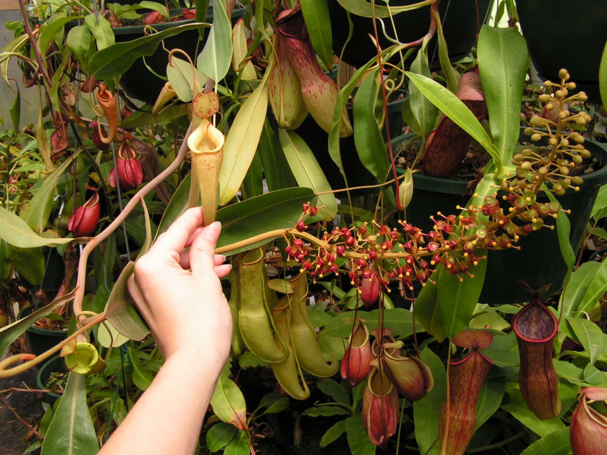 Непентес домашнее растение