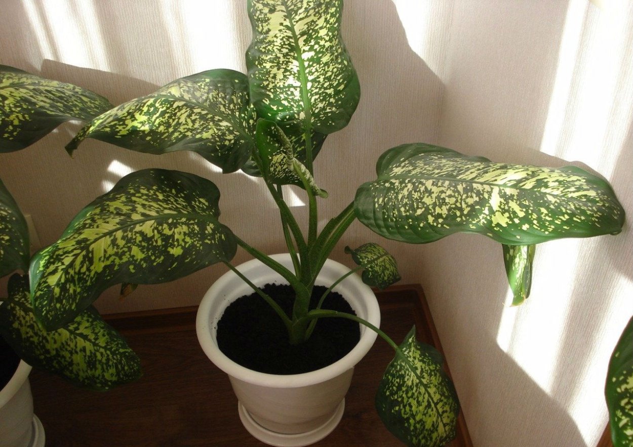 Диффенбахия макулата