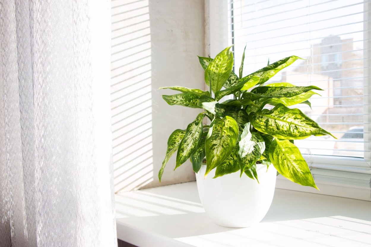 Диффенбахия White Flame