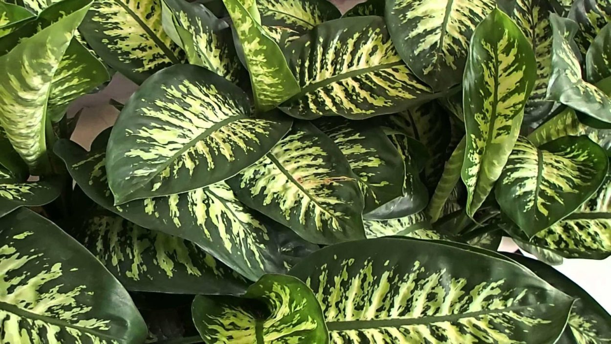 Цветок Камилла Диффенбахия