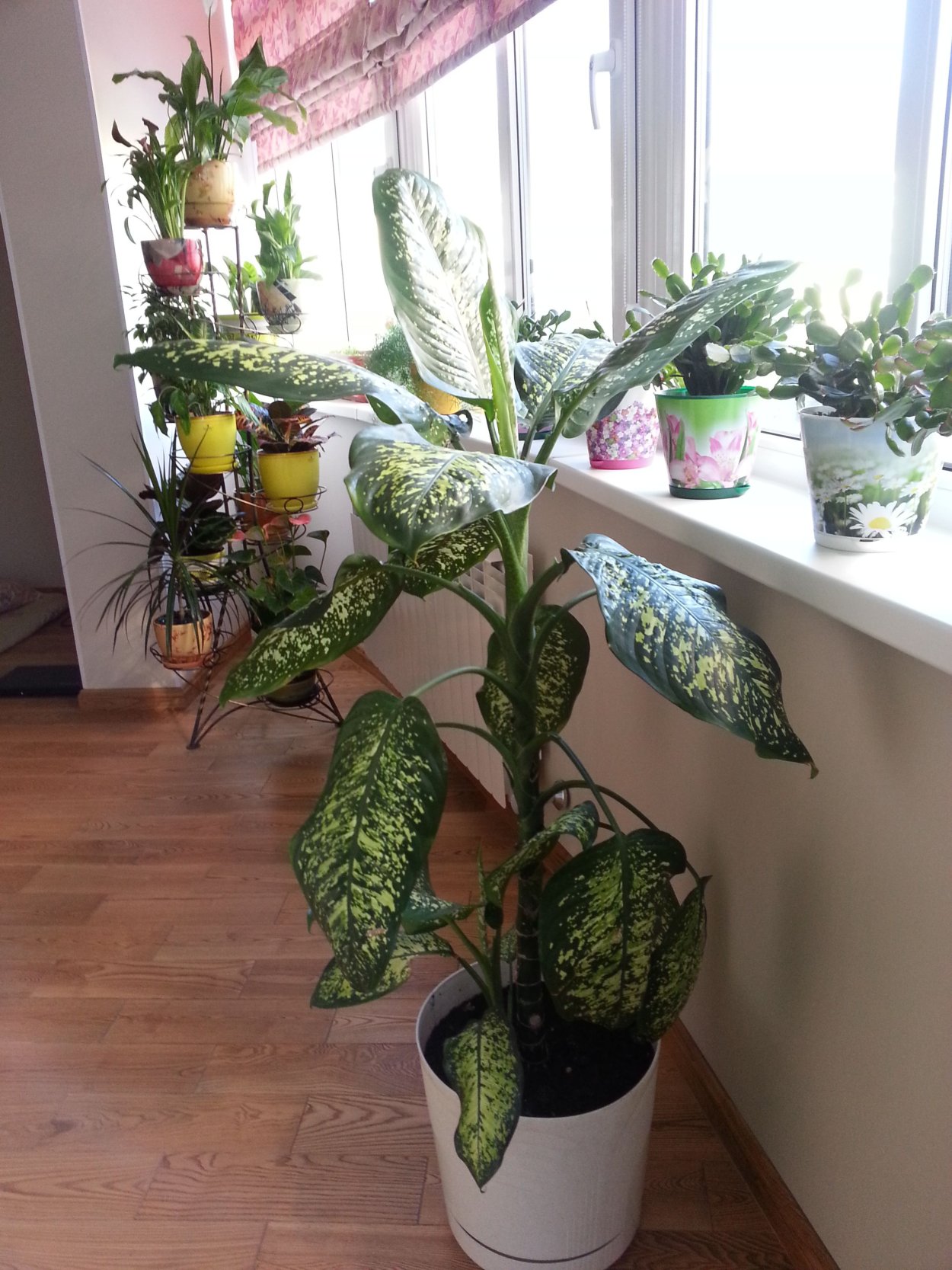 Диффенбахия в интерьере