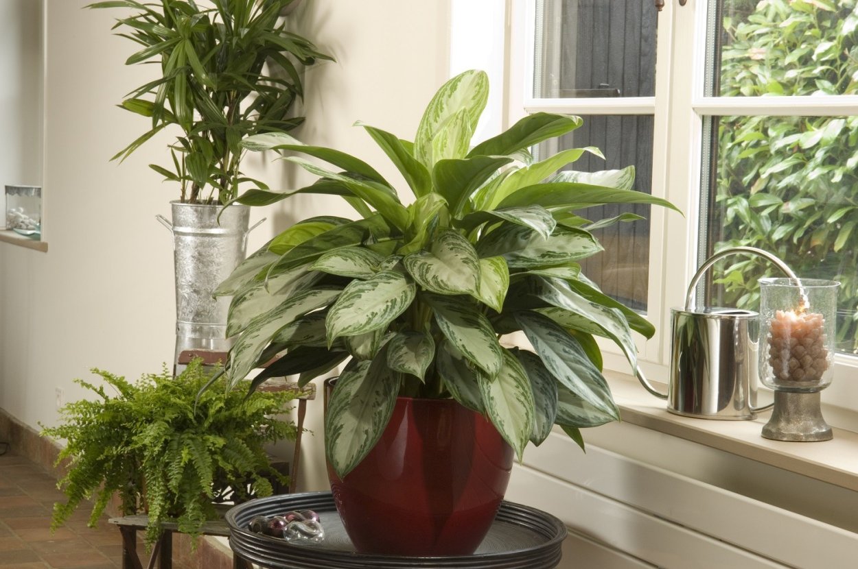 Диффенбахия Мароба