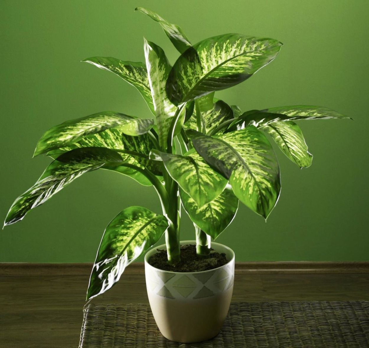 Растения в горшках в интерьере