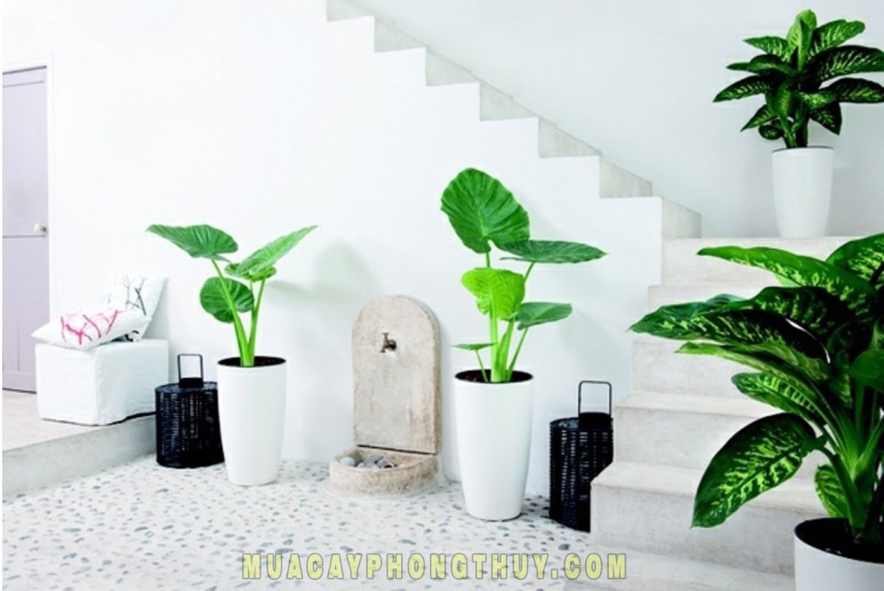 Диффенбахия в белом горшке