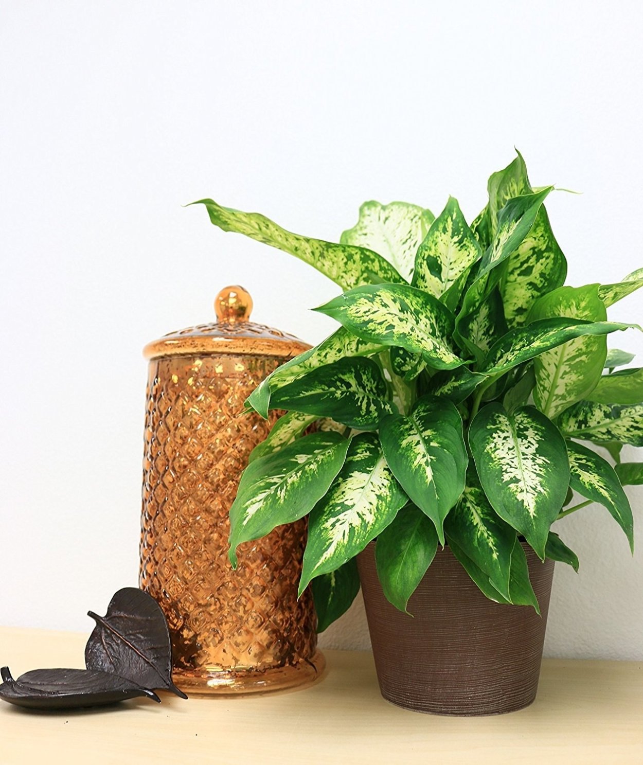 Комнатные растения живущие в Америке