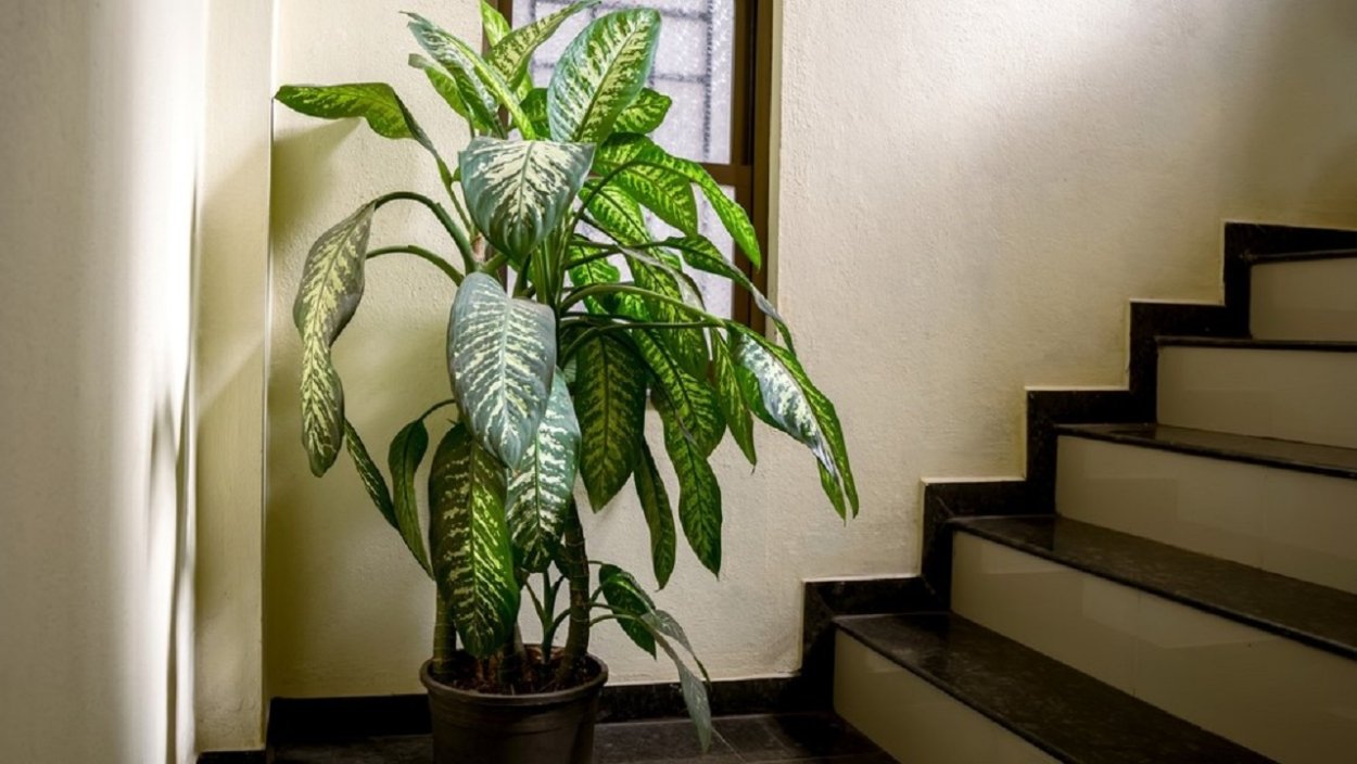 Диффенбахия сублим