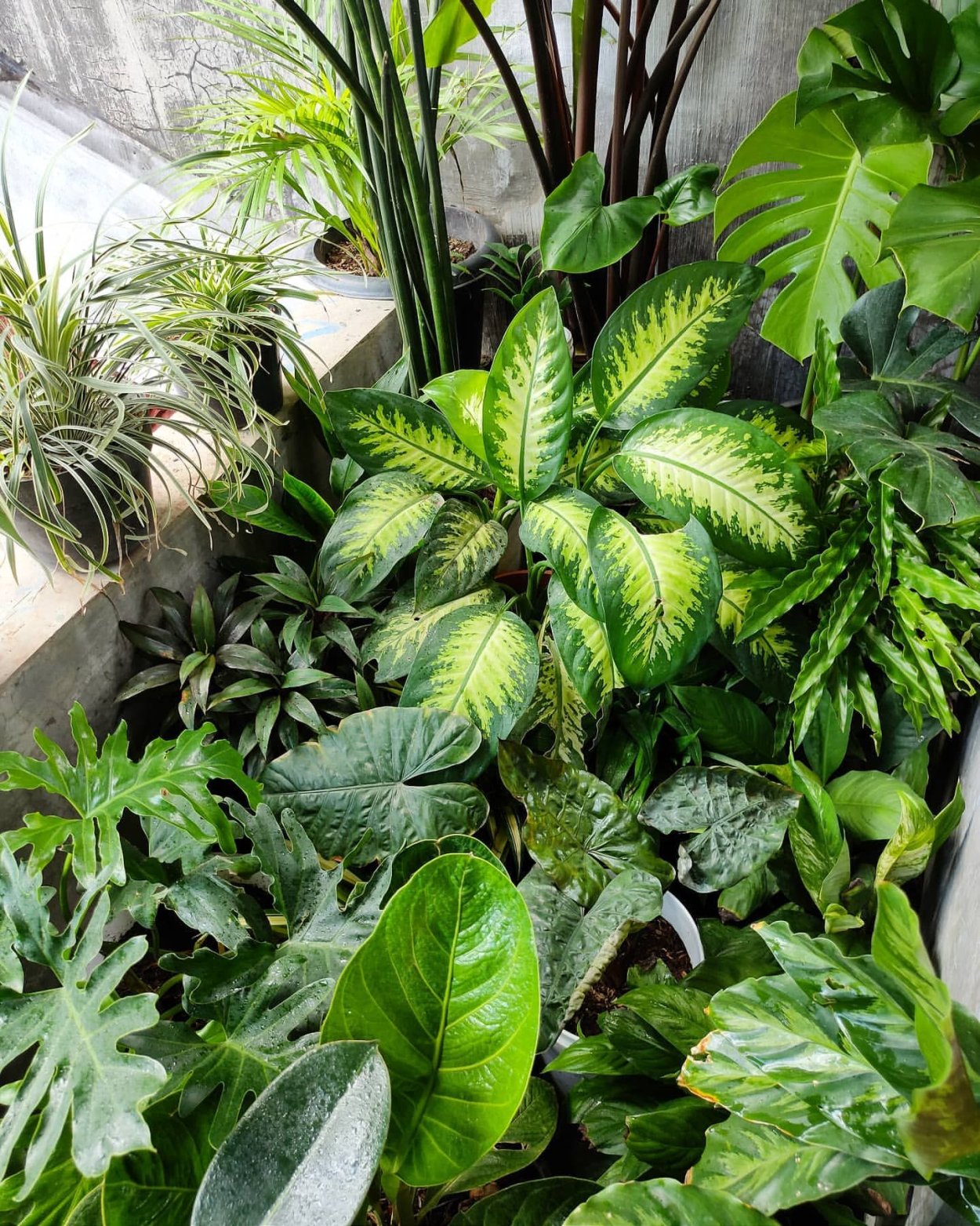 Диффенбахия в интерьере квартиры