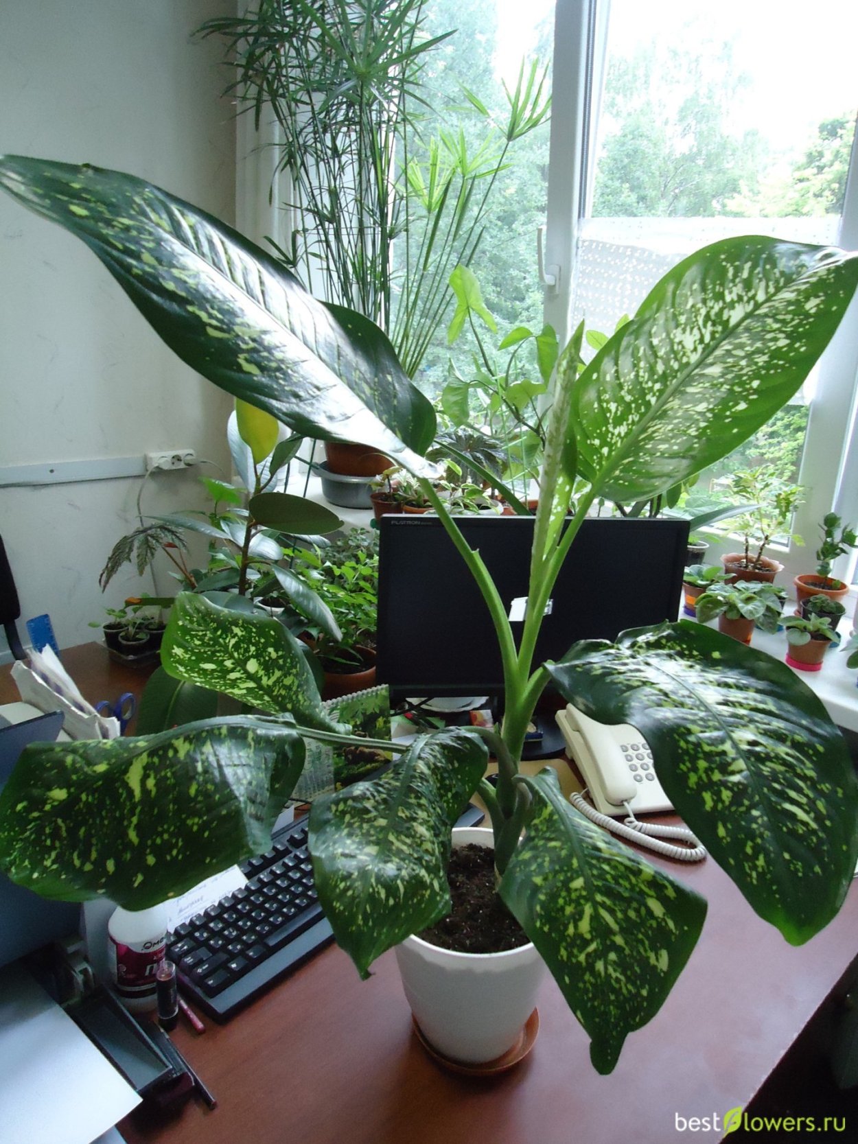 Монстера houseplants