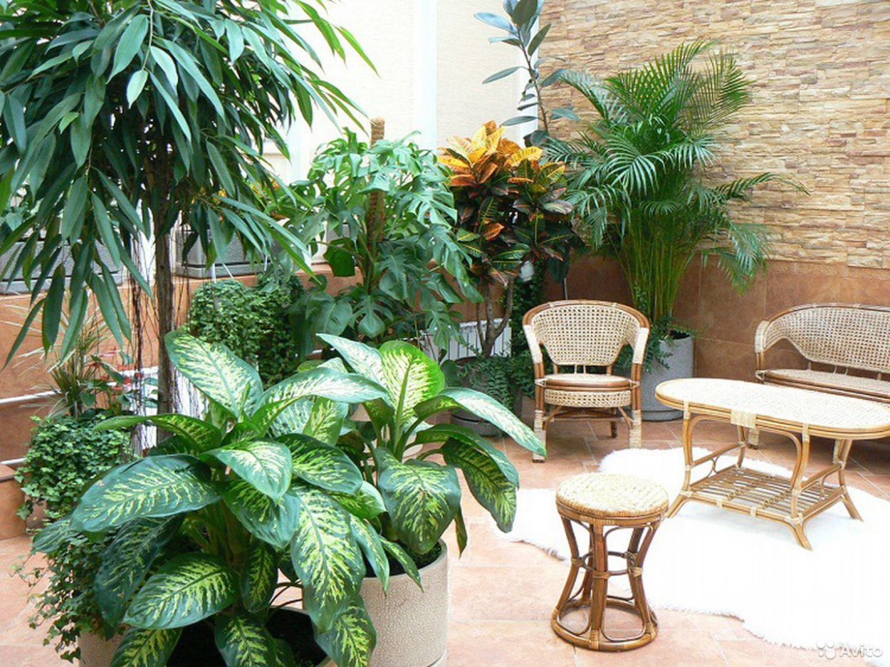 Диффенбахия зебрина