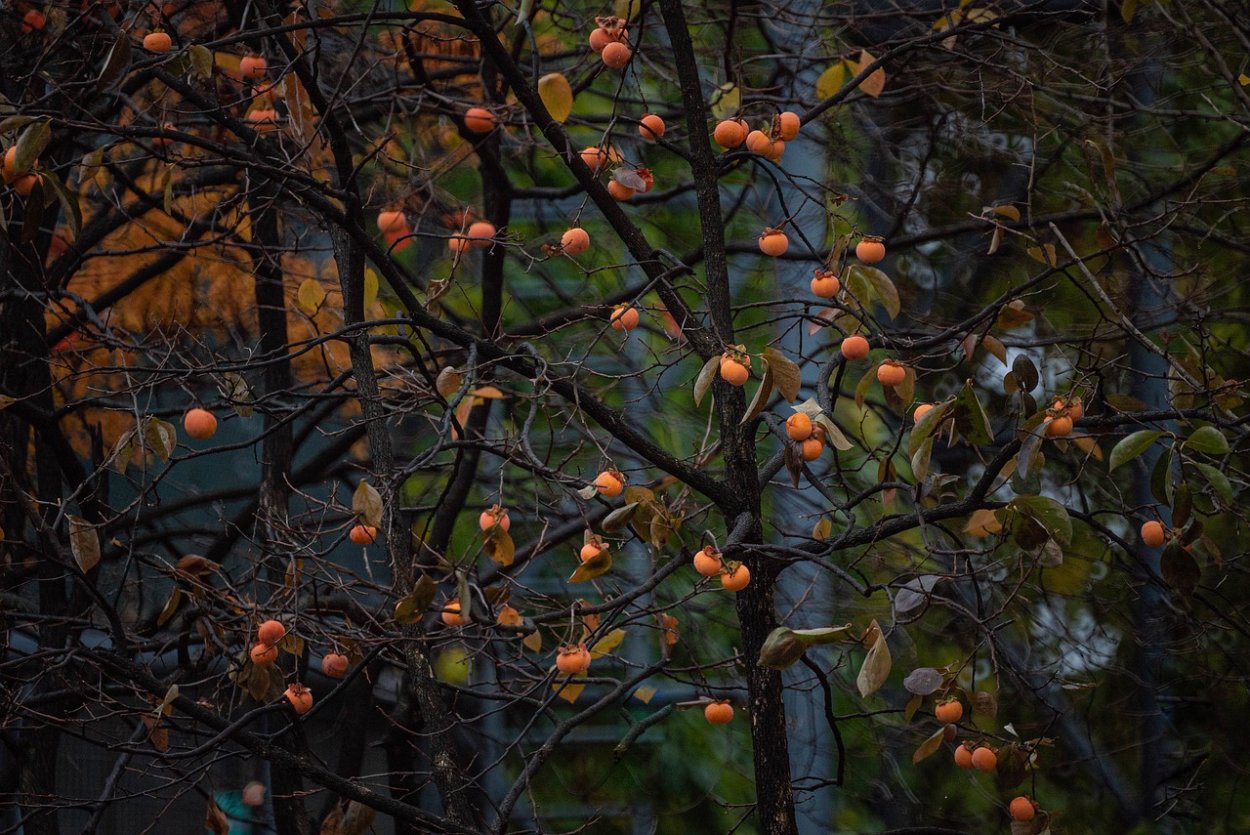 Хурма дерево