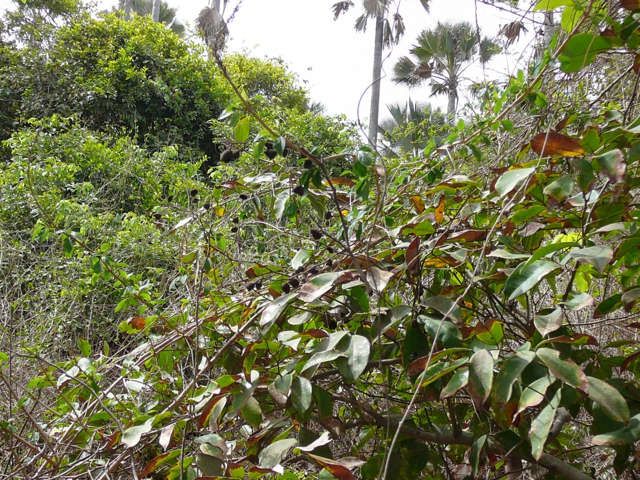 Хурма мушмуловидная в саванне