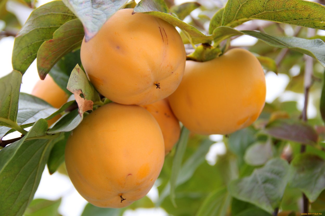 Хурма в субтропиках