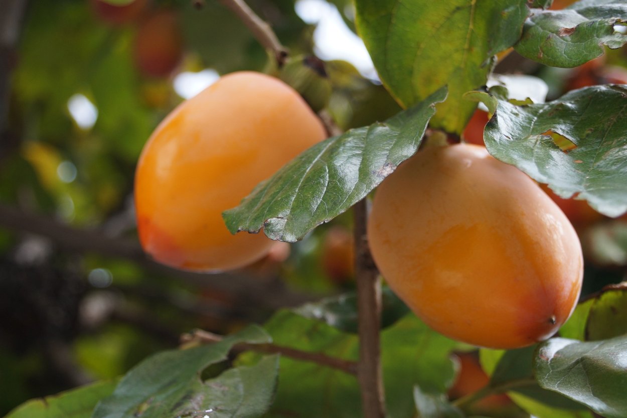 Цветок хурмы персимон