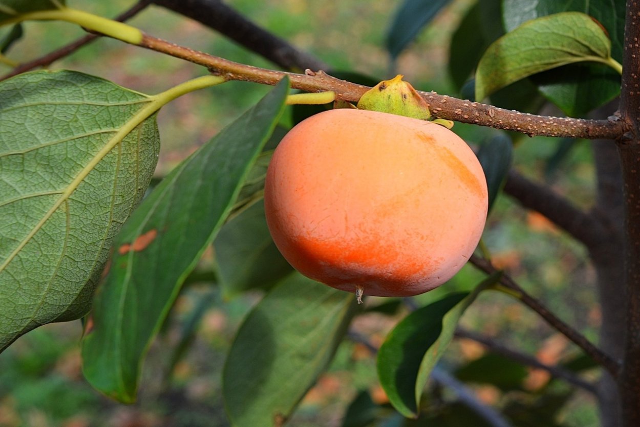 Хурма Королек растение