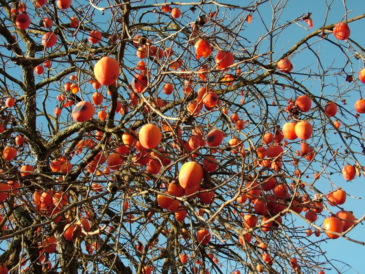 Хурма дерево