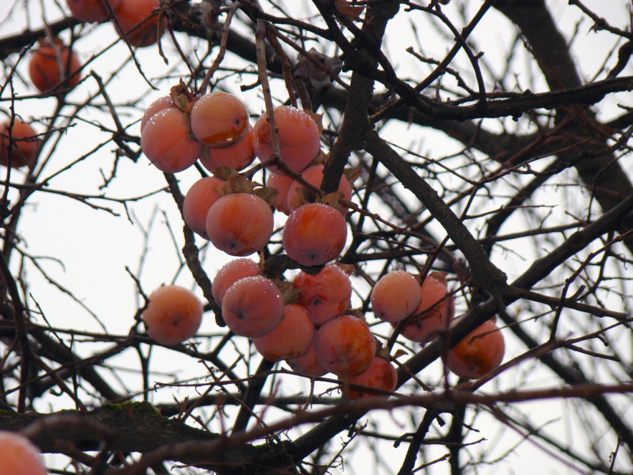 Хурма зеленая на дереве