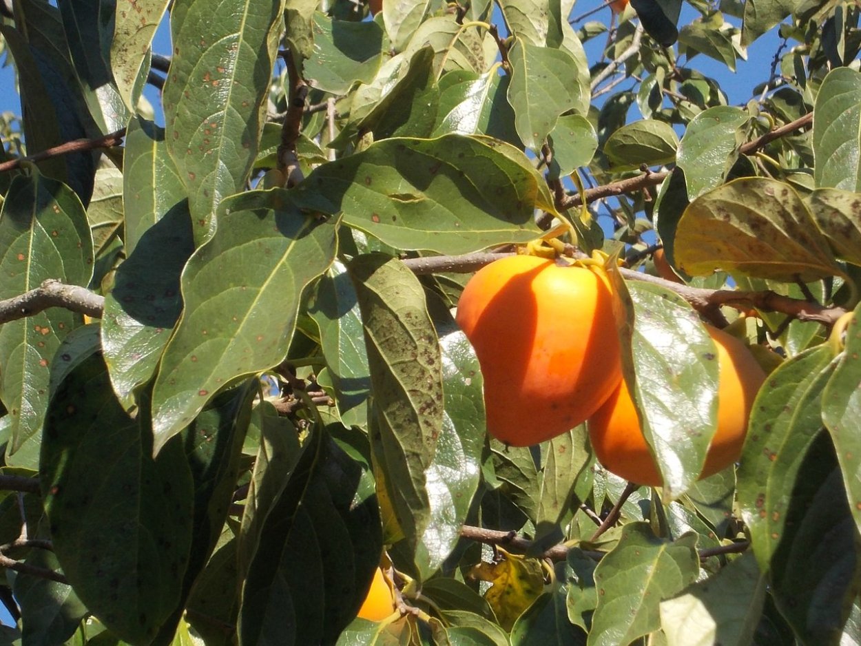 Листья хурмы Королек