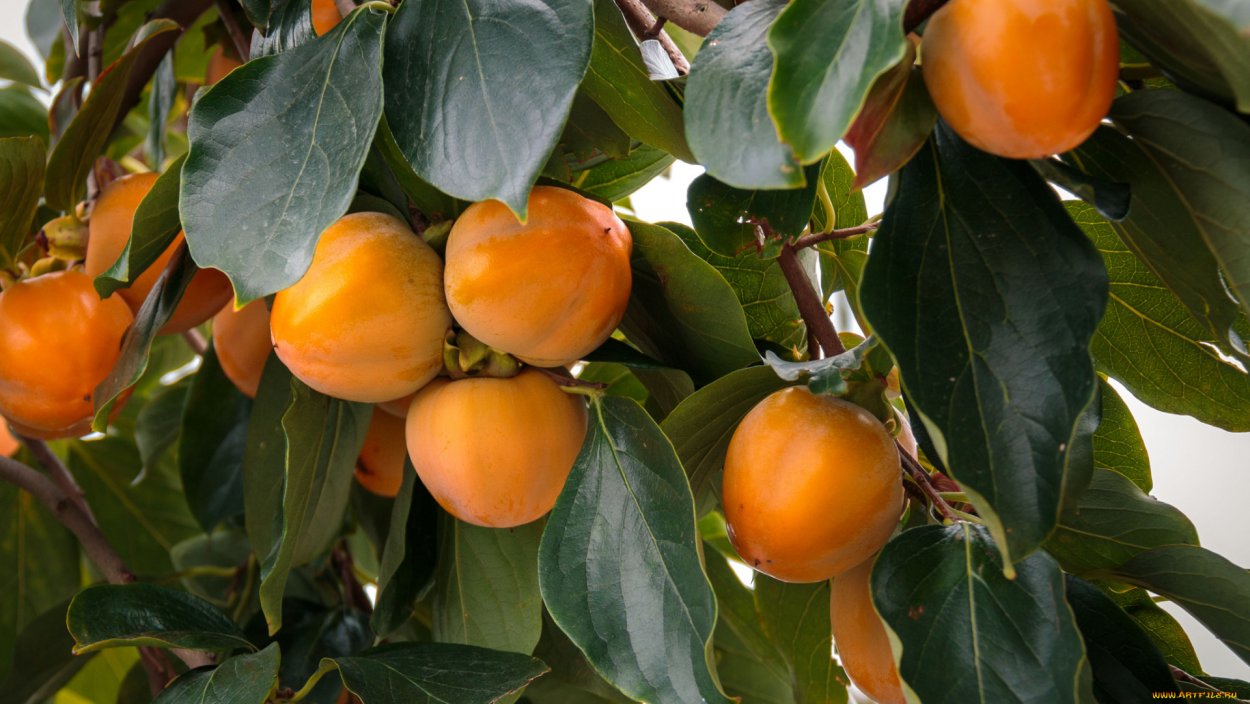 Хурма дерево