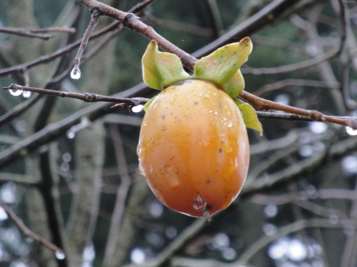 Хурма Королек дерево