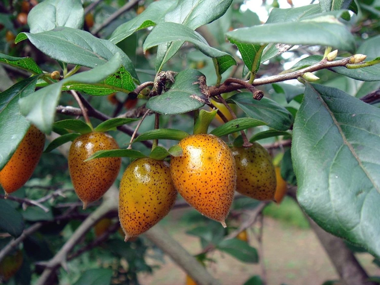 Diospyros sandwicensis