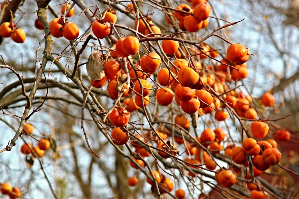 Хурма дерево