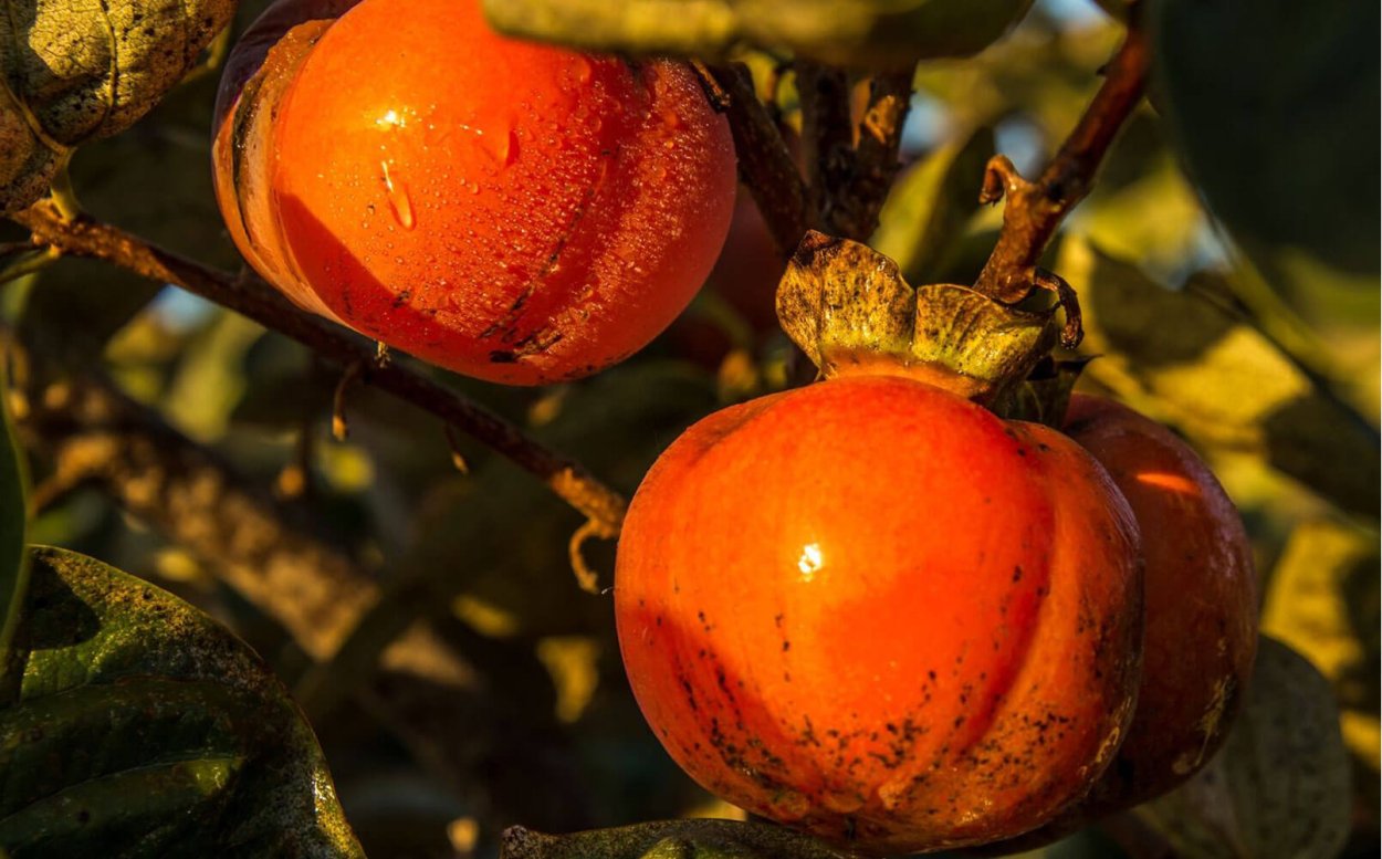 Хурма Королек 1кг