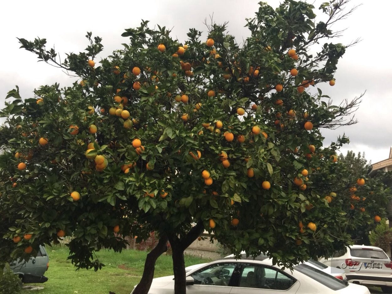 Хурма мушмуловидная дерево