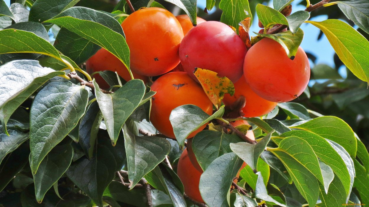 Хурма мушмуловидная дерево