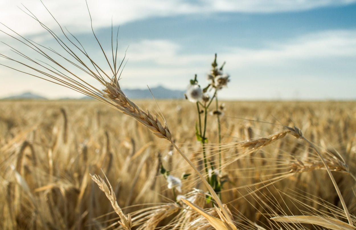 Дикая пшеница