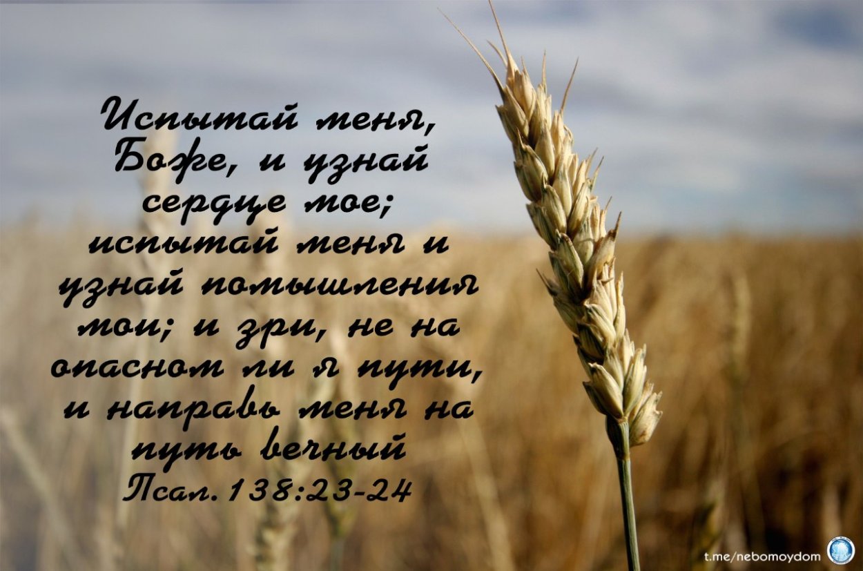 Зерна и плевелы