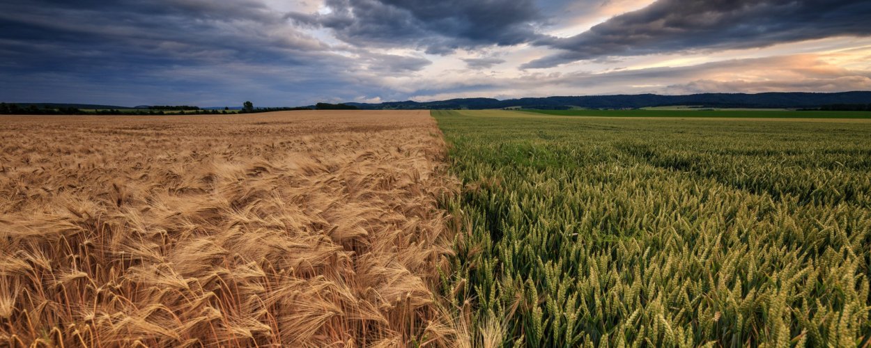 Засеянное поле Алтайского края